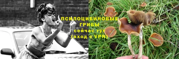 хмурый Аркадак